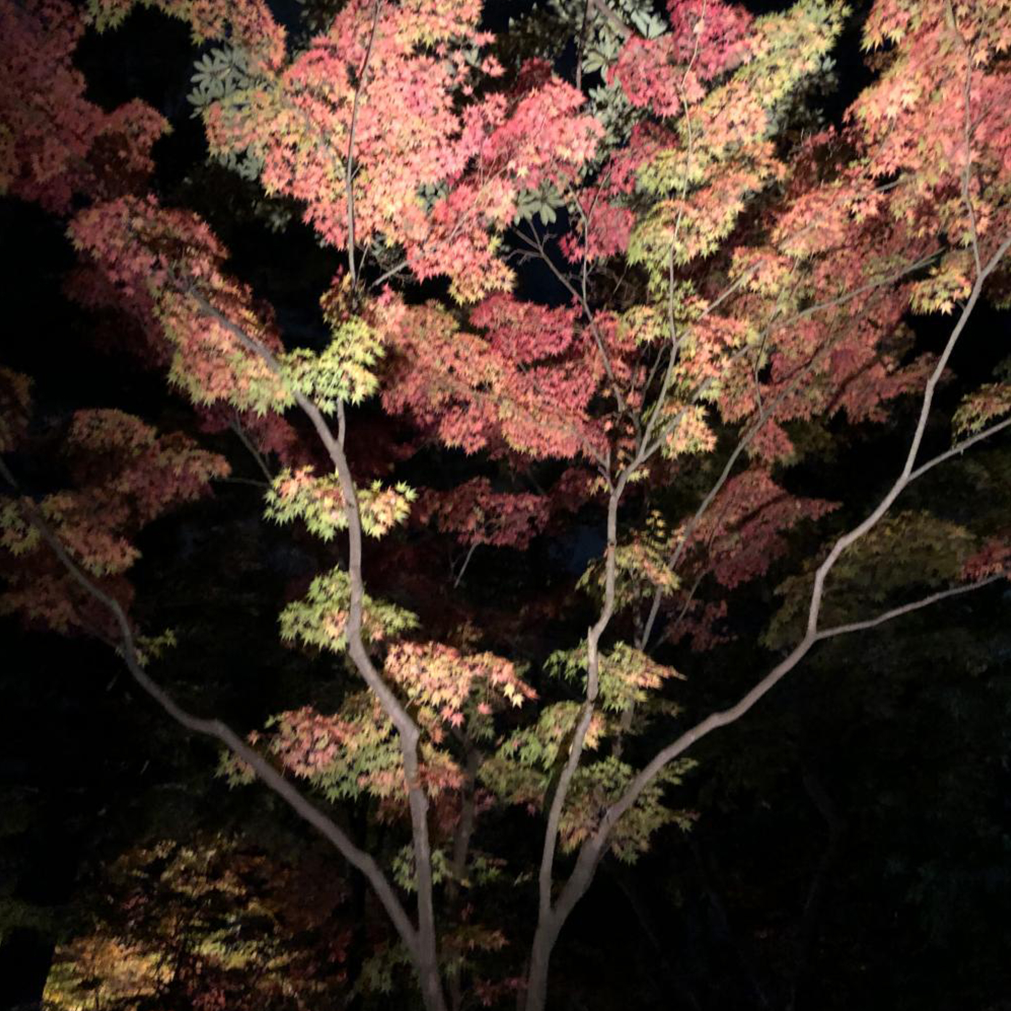 秋の風物詩【紅葉】を見に金沢へ。江戸時代の大名庭園「兼六園」で感激