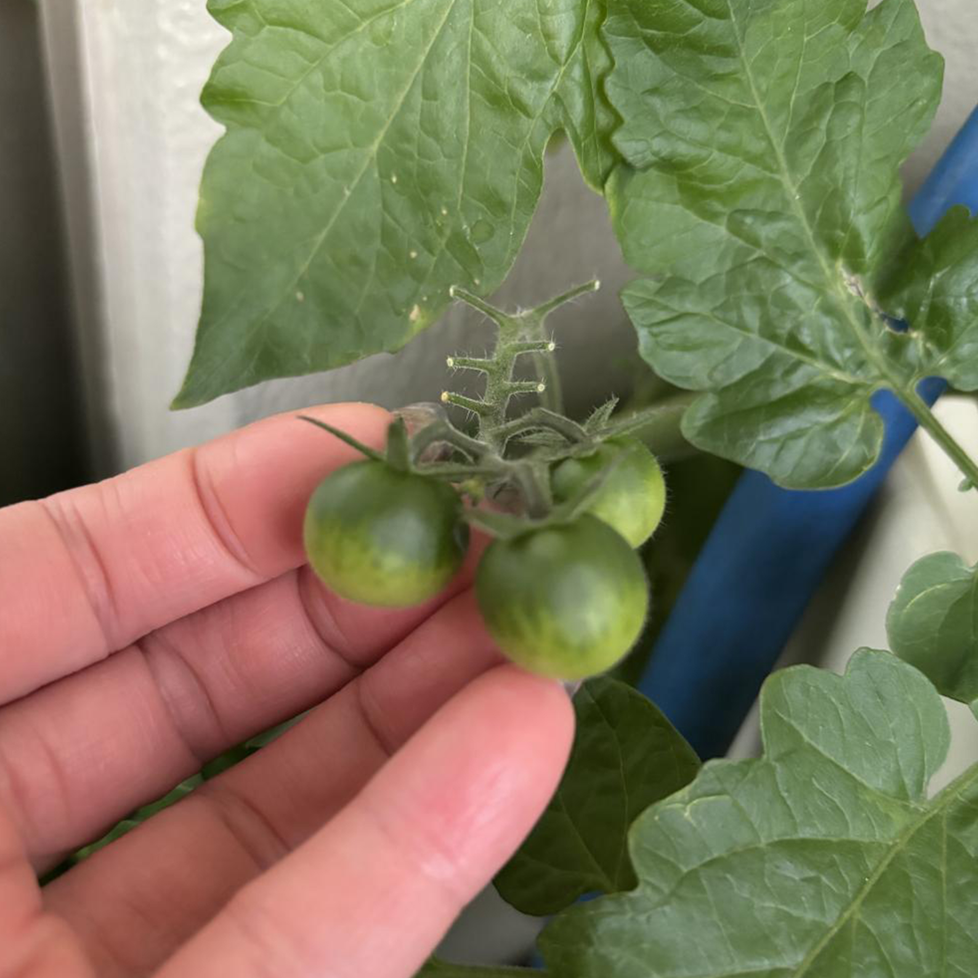 ベランダ菜園。野菜苦手な子供にもオススメ◎