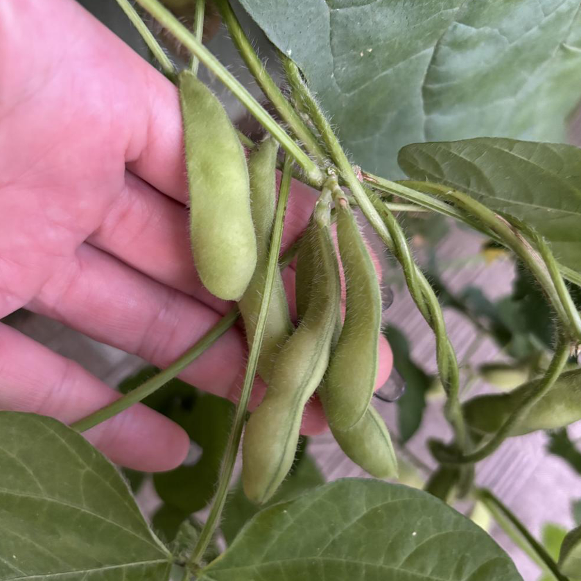 ベランダ菜園。野菜苦手な子供にもオススメ◎