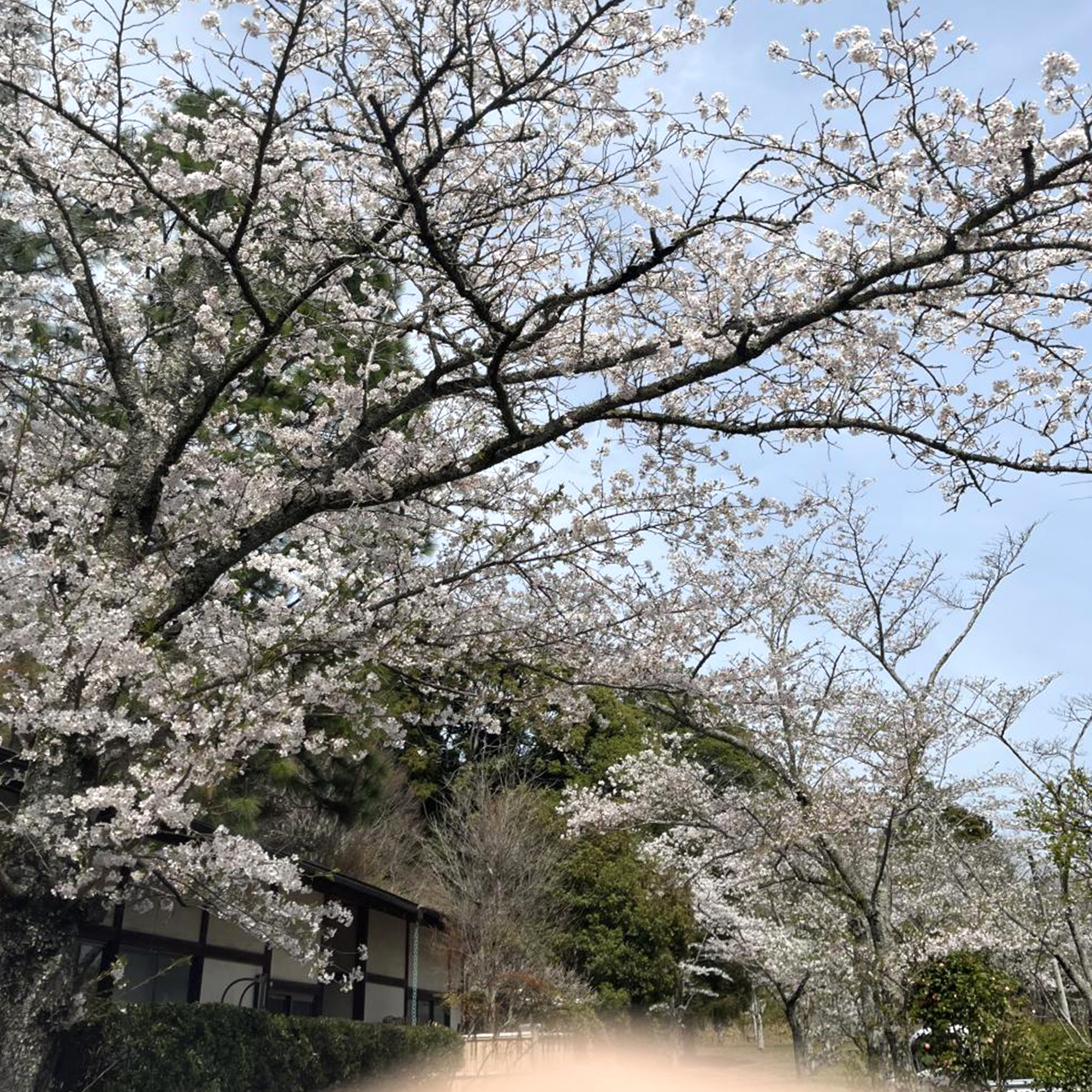 【桜めぐり】成田、印西の吉高、小林牧場に花見