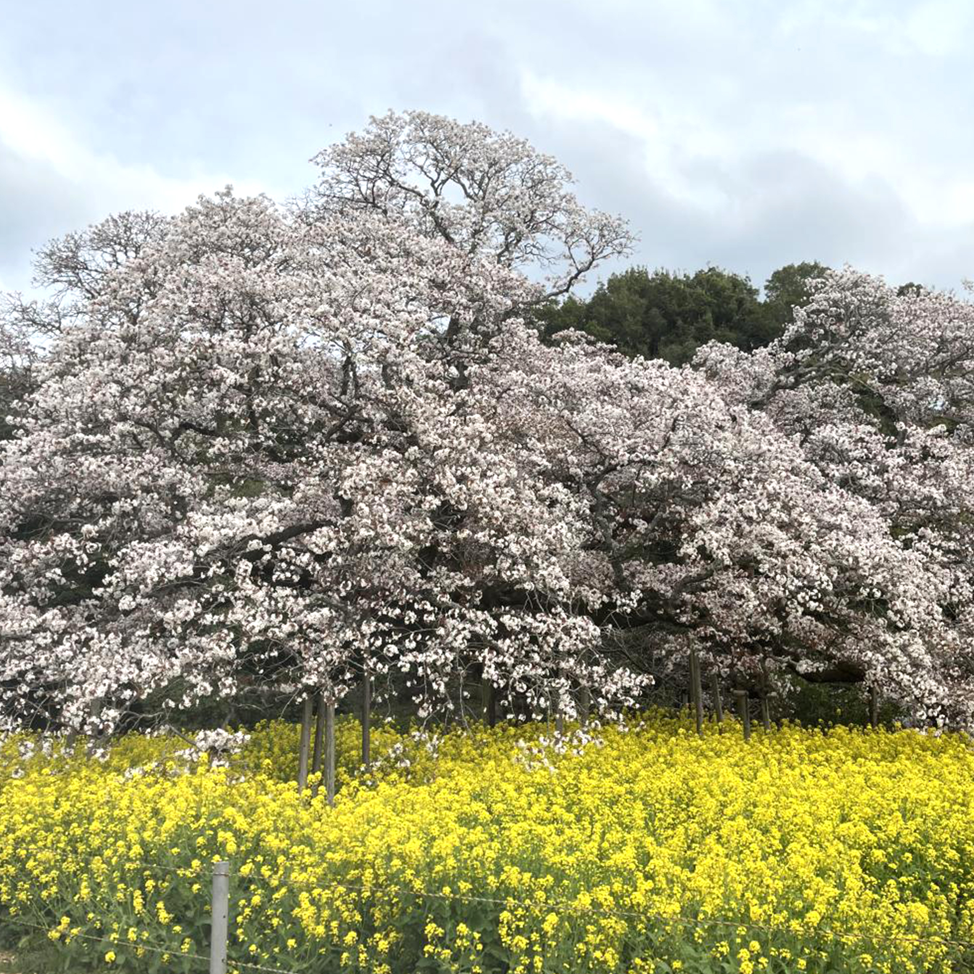 【桜めぐり】成田、印西の吉高、小林牧場に花見