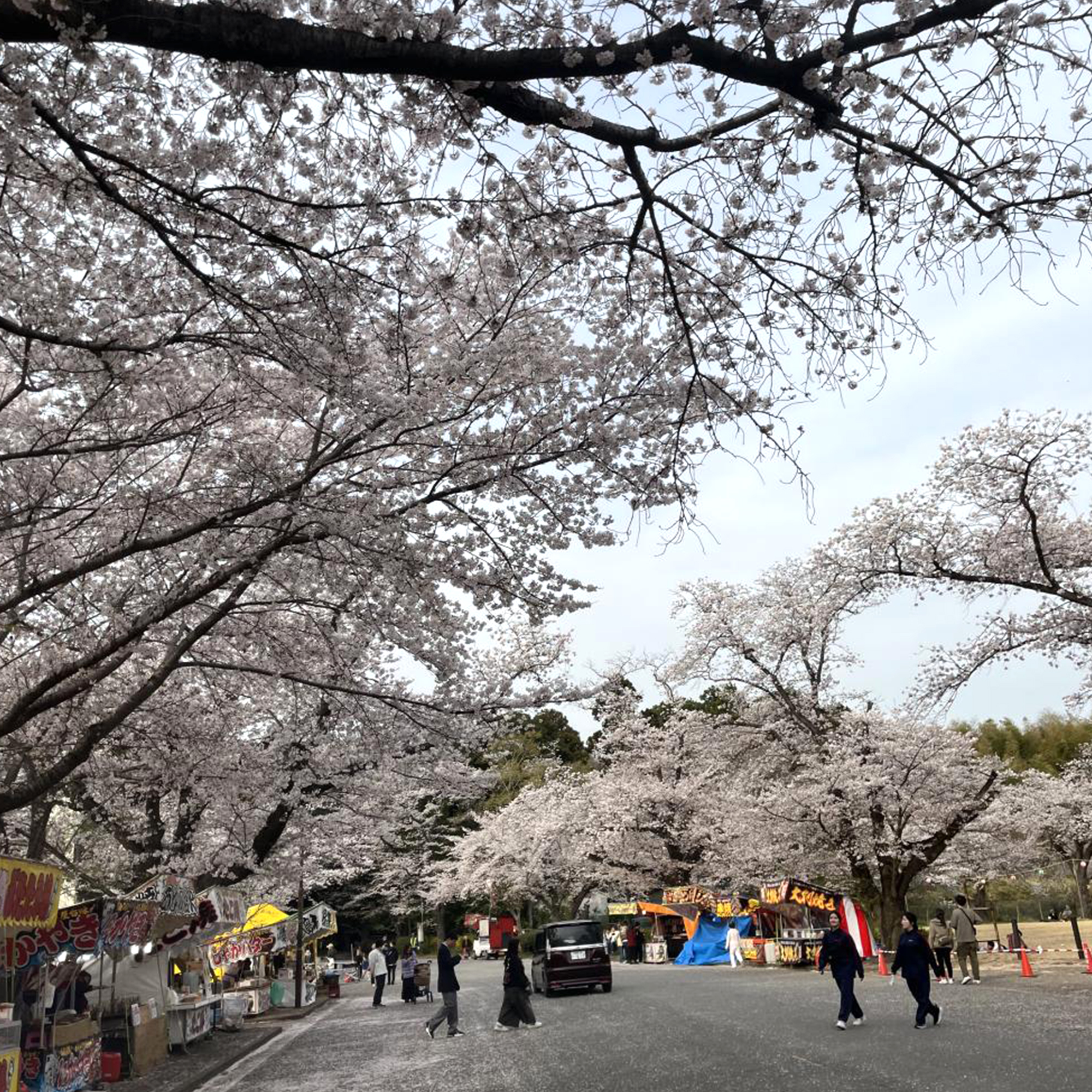 【桜めぐり】成田、印西の吉高、小林牧場に花見
