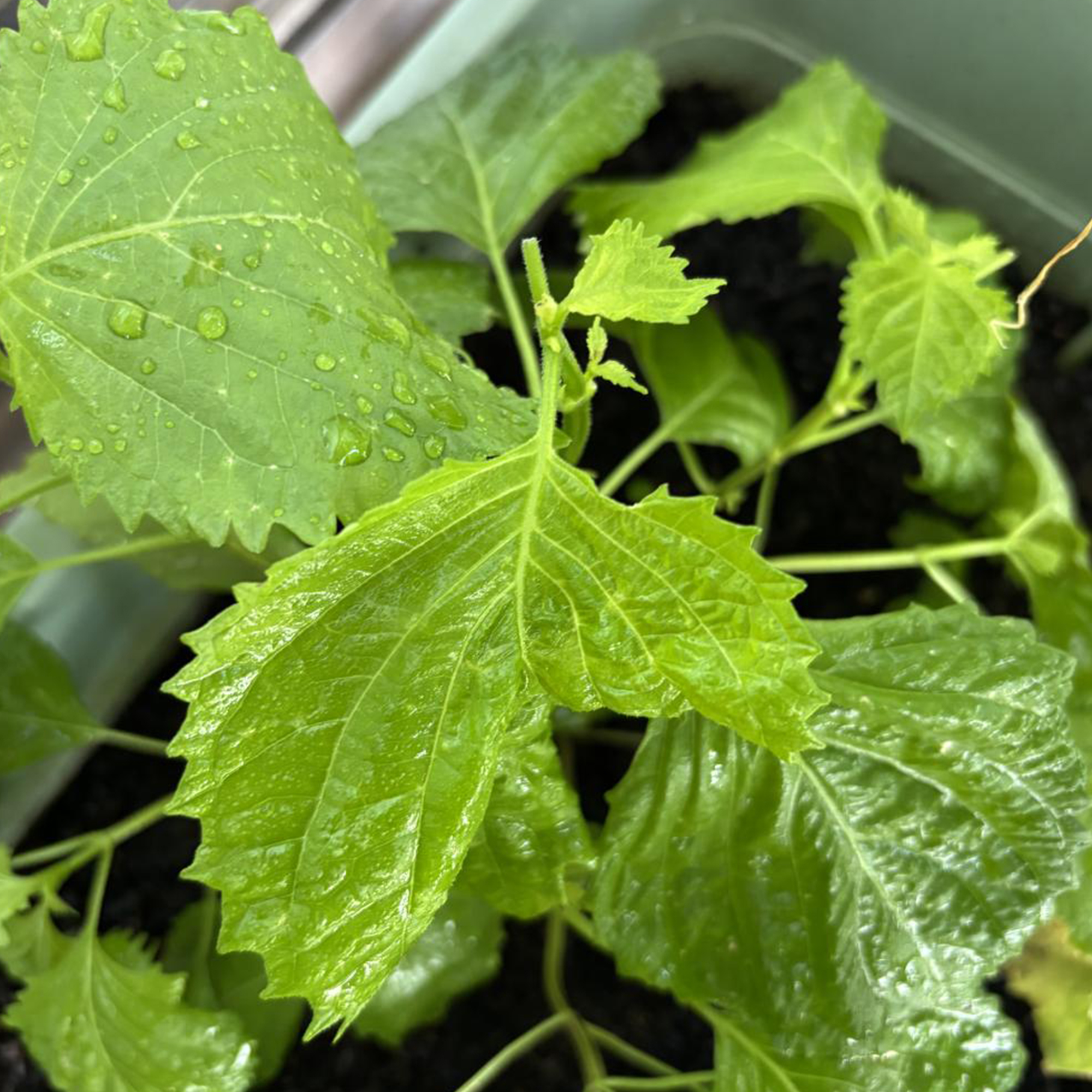 今年もね。恒例の夏野菜ベランダ菜園
